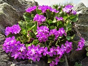 90 Primula irsuta (Primula hirsuta)